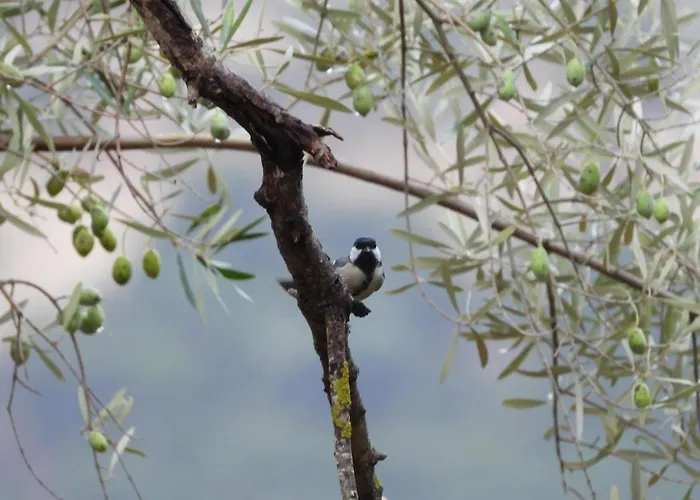 Galini Casa de Férias *